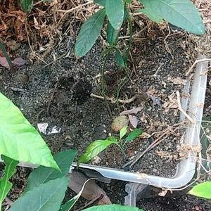 COPY - Avocado plants